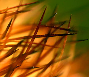 macro photography of brown grass HD wallpaper