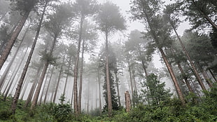 green leafed tree, landscape, forest, trees