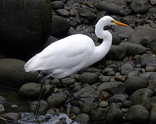 white Great white Ibis, white heron, egretta alba HD wallpaper