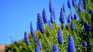 macro short of purple flowers