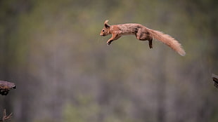 brown squirrel, squirrel, jumping, animals