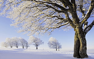 bare trees cape with snow