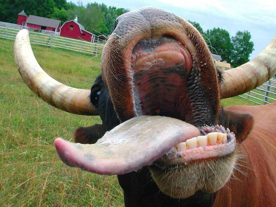 brown and beige cattle, tongues HD wallpaper