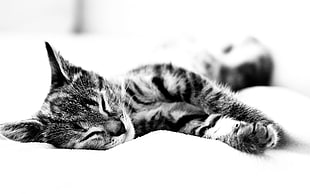 grayscale photo of cat