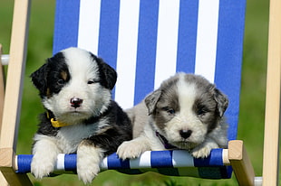 two short-coated black-and-white puppies laying on white and blue stripe chair HD wallpaper
