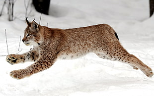 Wildlife photography of Bengal cat galloping