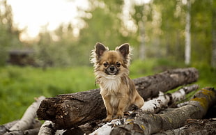 short-coated tan dog, animals, dog