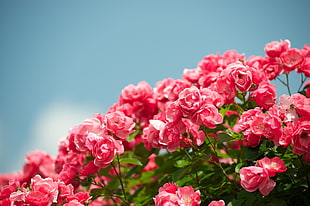 bed of Peony flowers