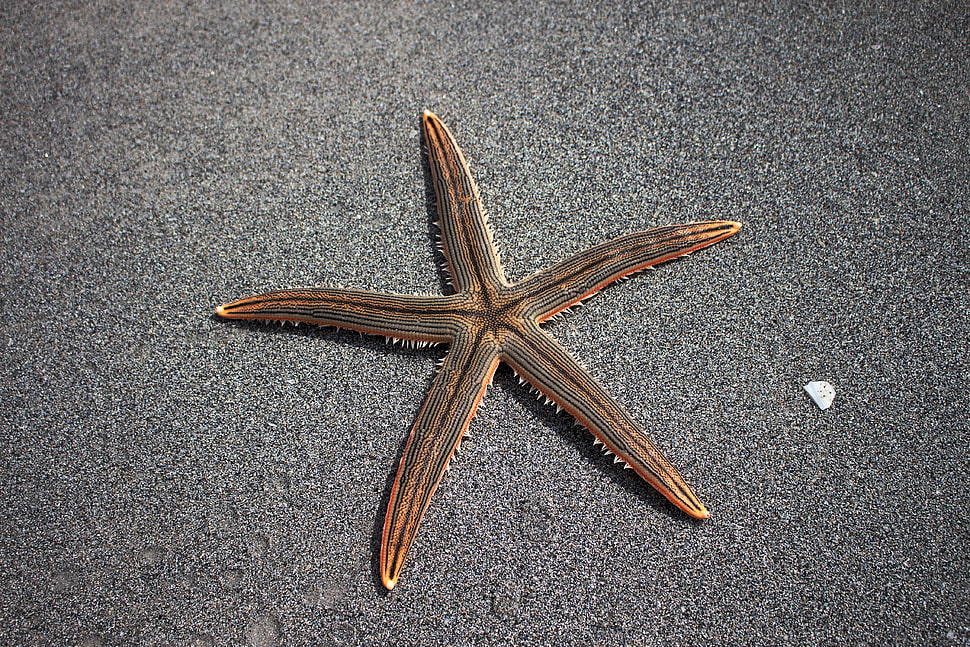 photo of brown star fish HD wallpaper