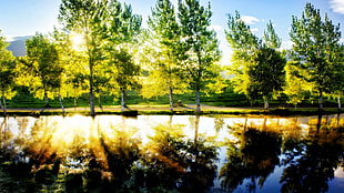 green leafed trees, landscape, lake, sunlight, trees