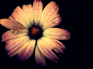 red and white petaled flower