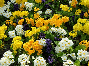 yellow and white flowers photography HD wallpaper
