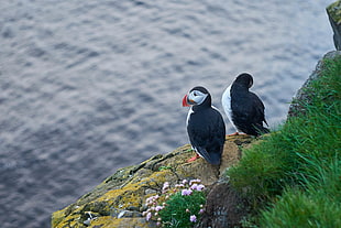 two black feather birds near grass under blue sky