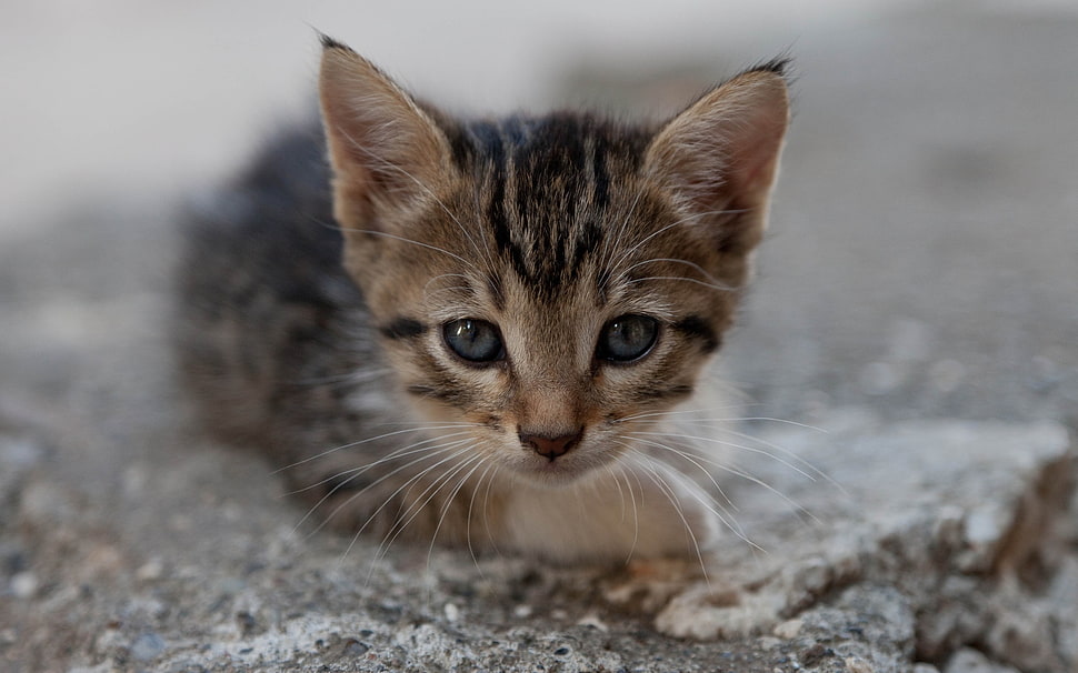 selective focus photography of brown tabby kitten HD wallpaper