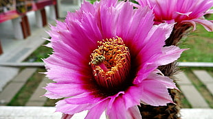 pink petaled flowers