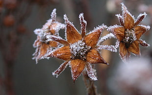 withered clustered flowers with snow cover HD wallpaper