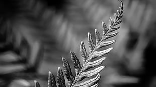 gray fern leaf, HTC One M8, HTC Sense 6 HD wallpaper