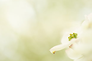 white and green flower in closeup photo HD wallpaper