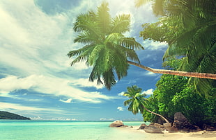 green coconut trees beside body of water, landscape, water, tropical, palm trees