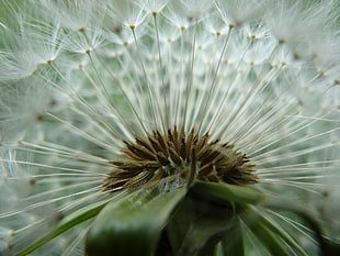 macro photography of white dandelion