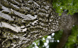 brown tree branch