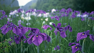 selective focus photography of purple iris flower field with water droplets HD wallpaper