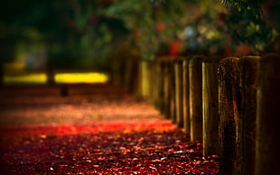 brown wooden fence, path, blurred, fence, wood