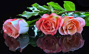 three pink Roses on black surface HD wallpaper