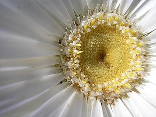 close up photo of white petaled flower, daisy HD wallpaper