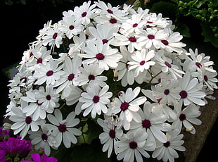 white daisies