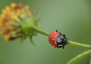 black insect perch on flower HD wallpaper