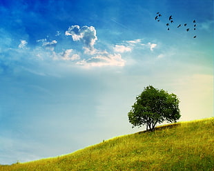 green tree on hill under blue sky