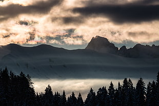 silhouette photo of trees and mountain covered by fogs HD wallpaper