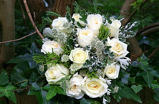 bouquet of white roses HD wallpaper