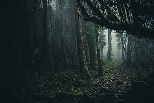 forest, mist, Oncol Park