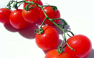 close up photography of tomatoes HD wallpaper