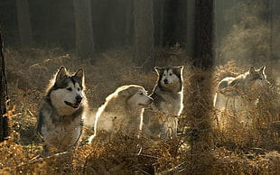 four assorted-colored Alaskan Malamutes, animals, wolf, forest