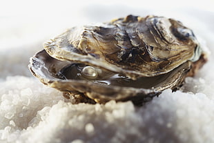 closeup photography of brown and grey shell with white pearl inside