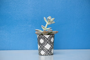 green succulent plant, Houseplant, Pot, Table