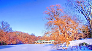 photo of snows between trees over viewing blue house under bluesky HD wallpaper