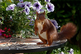 brown squirrel on table HD wallpaper
