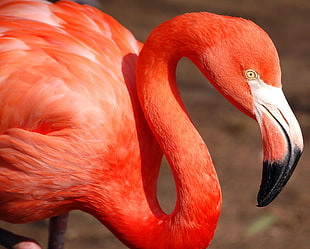 red Flamingo close up photograph HD wallpaper