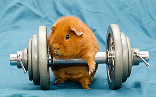 guinea pig near gray dumbbell