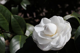 white Japanese Camellia closeup photo HD wallpaper