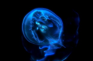 photo of blue luminous jellyfish HD wallpaper