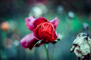 red rose in focus photography HD wallpaper