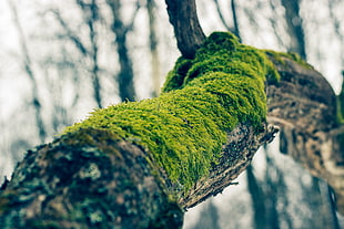 green moss, moss, branch, trees, nature HD wallpaper