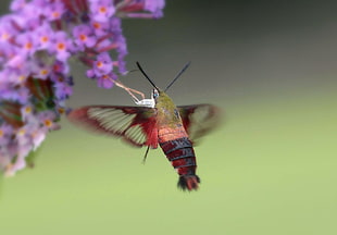 red and brown Hummingbird moth, clearwing moth HD wallpaper