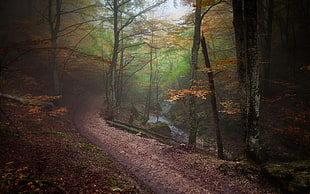 creek in forest painting, landscape, nature, forest, path