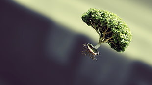 photography of green leaves tree